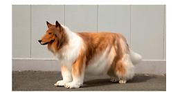 Toko-San l&rsquo;uomo che &egrave; &laquo;diventato&raquo; un cane