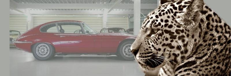 jaguar-auto-felino-1170x385