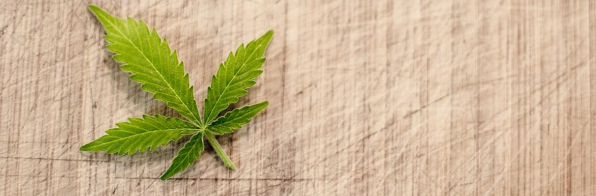 Il referendum per la cannabis legale «ha un effetto de-formativo sulle coscienze»