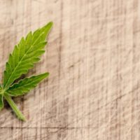 Il referendum per la cannabis legale «ha un effetto de-formativo sulle coscienze»